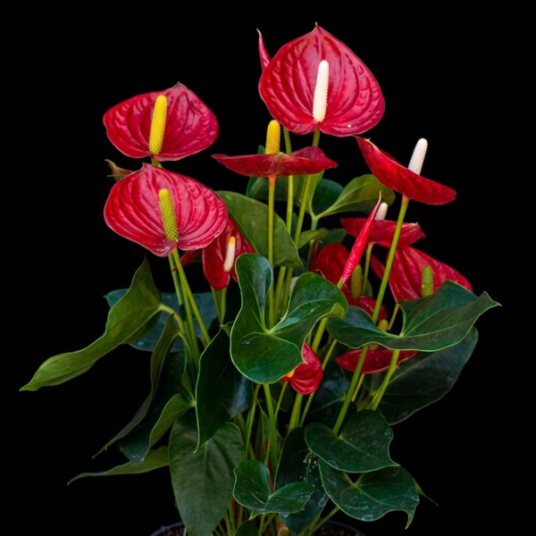 Anthurium