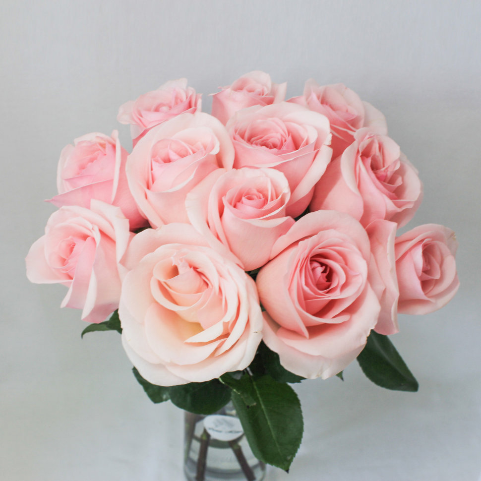 12 Novia Light Pink Roses Bouquet