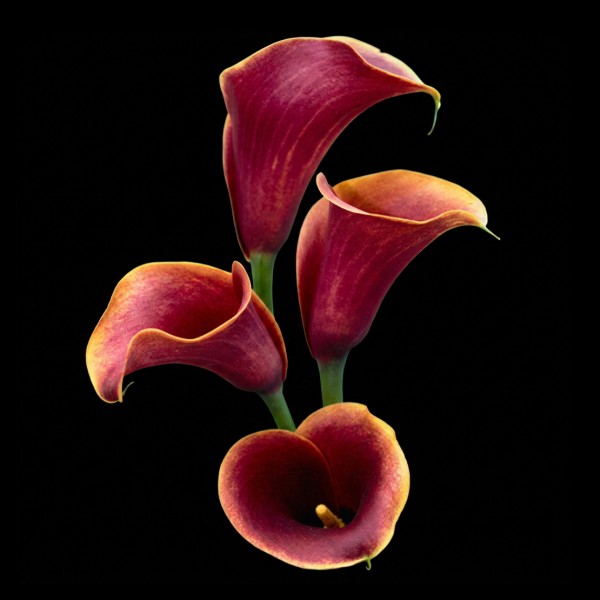 Calla