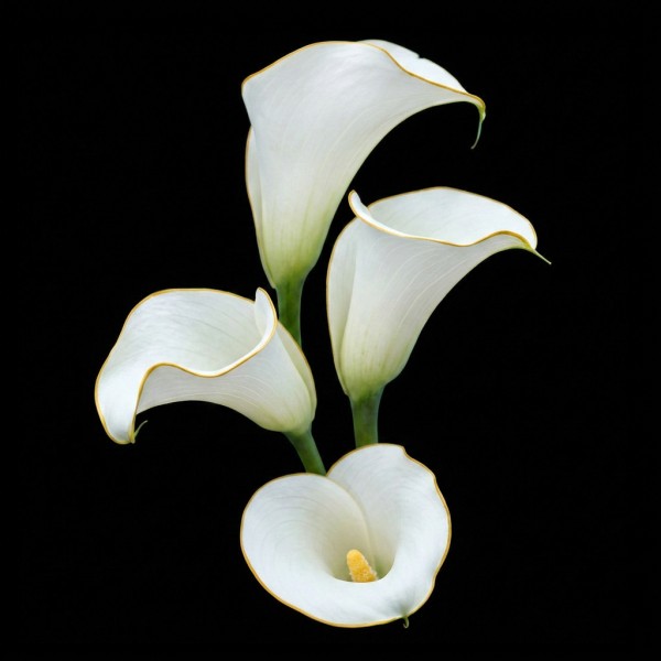 Calla
