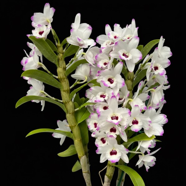 Dendrobium Orchid