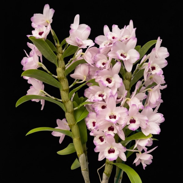 Dendrobium Orchid