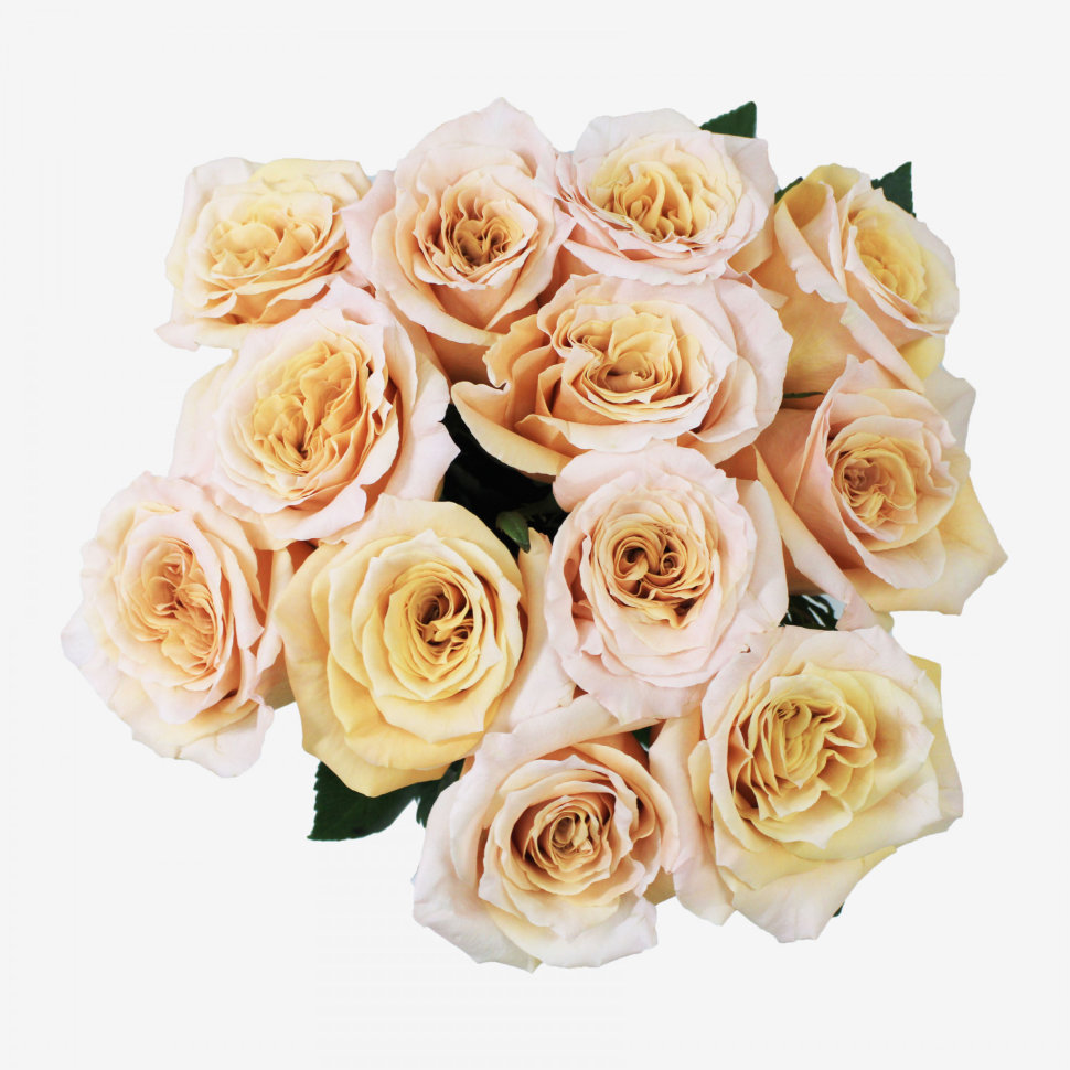 12 Peach Shimmer Rose Bouquet