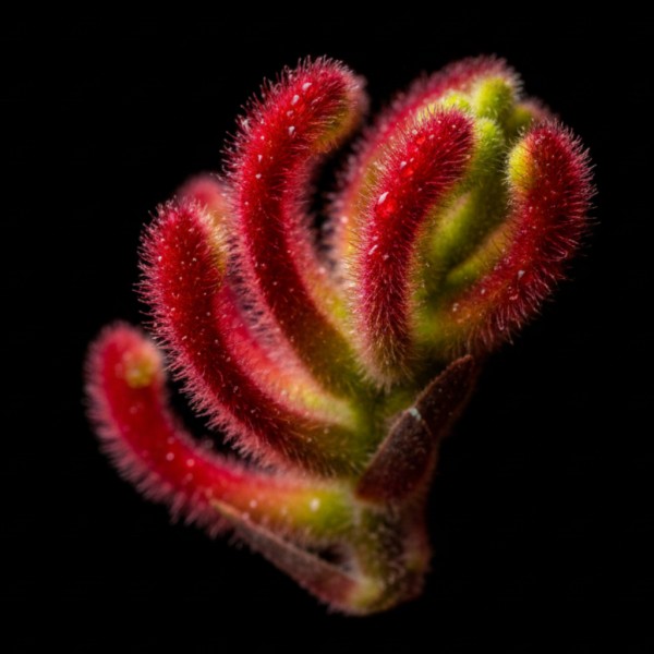 Kangaroo Paw