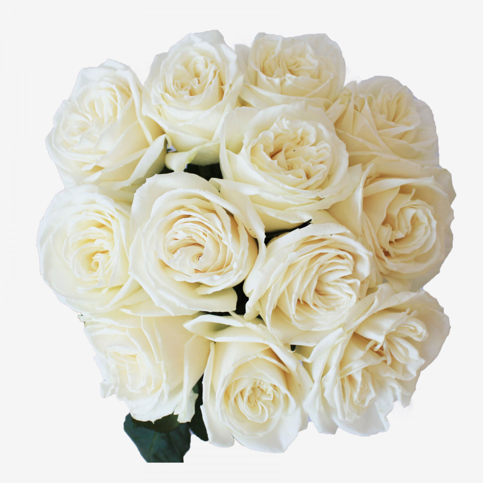 12 White Playa Blanca Rose Bouquet