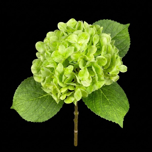 Hydrangea