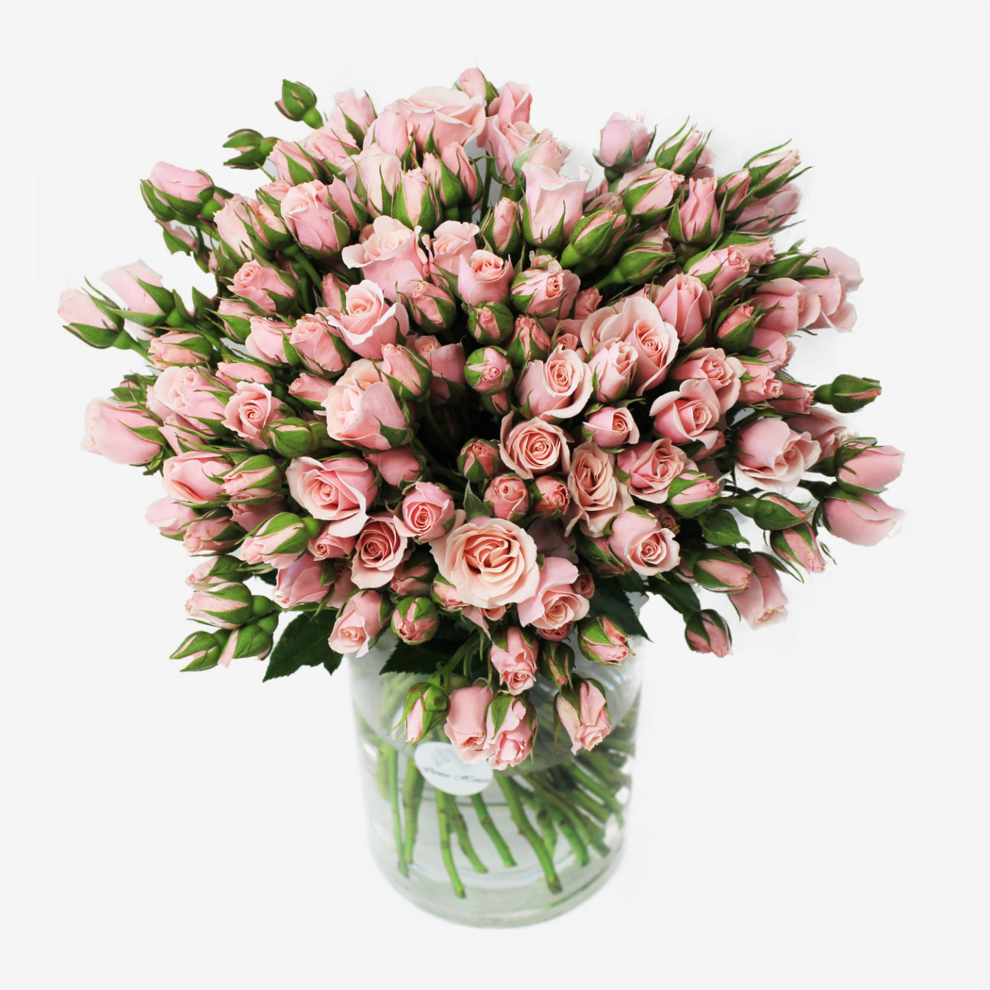 Light Pink Spray Rose Flower Bouquet (50 stems)