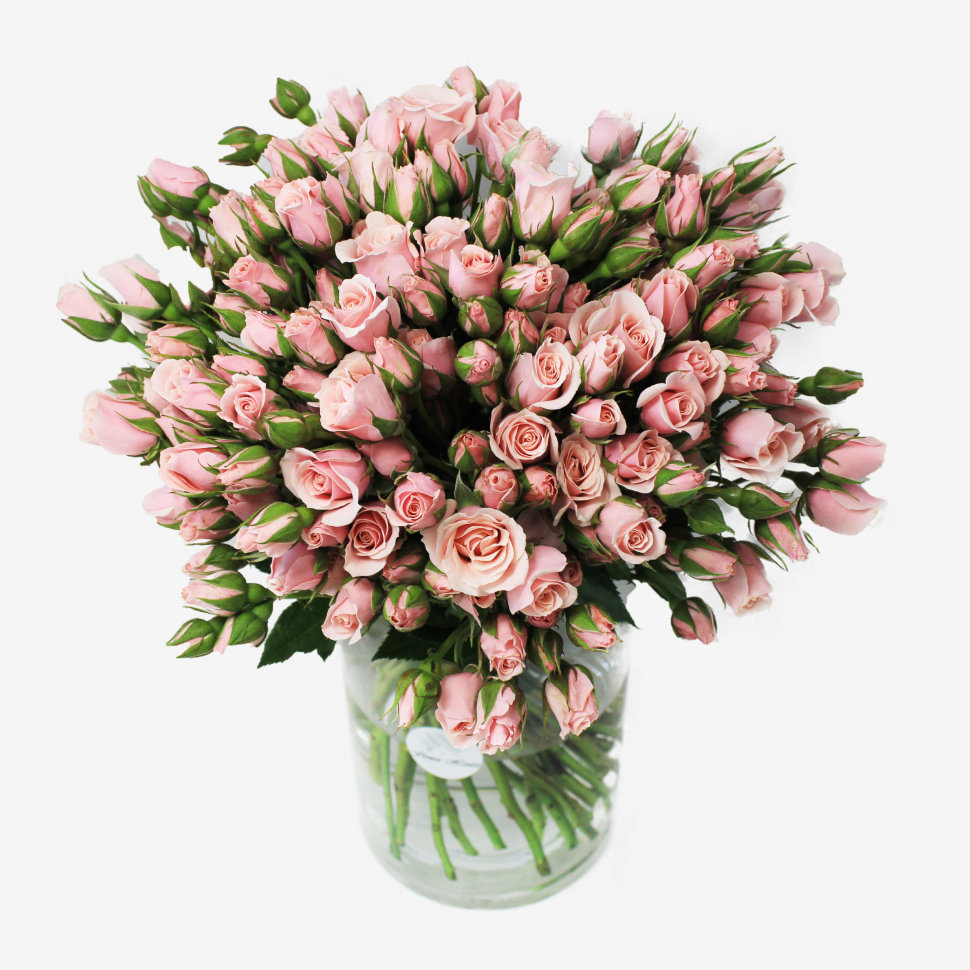 Majolika Light Pink Spray Rose Flower Bouquet (50 stems)
