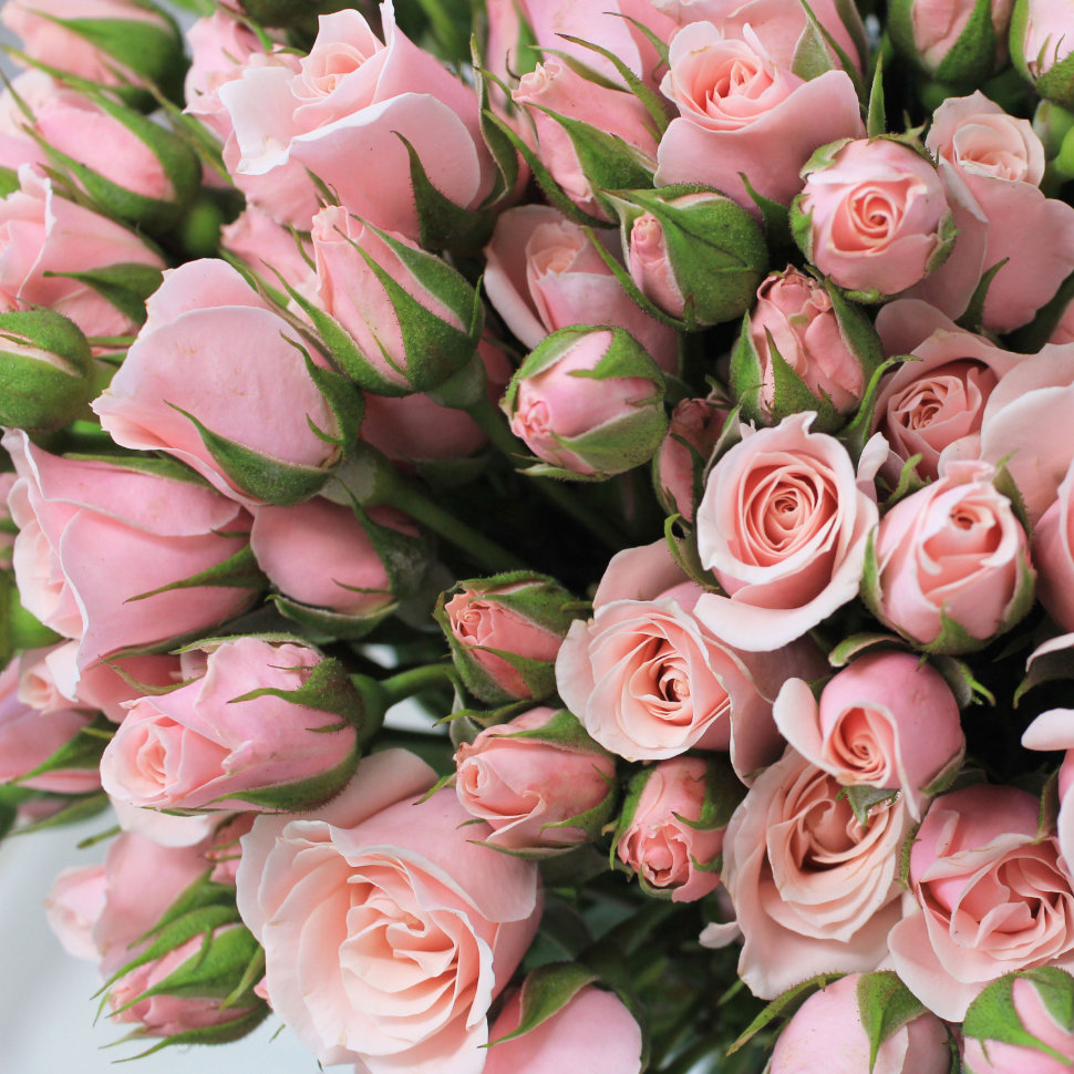 Majolika Light Pink Spray Rose Flower Bouquet (50 stems)