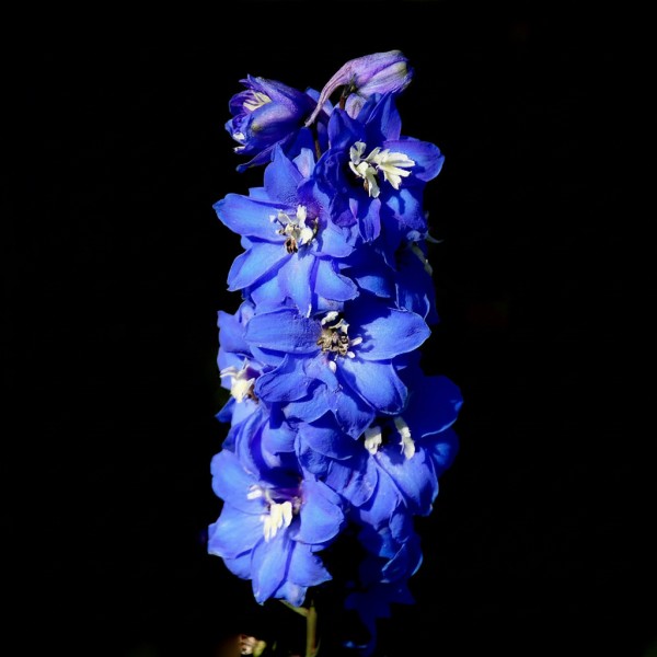 Delphinium