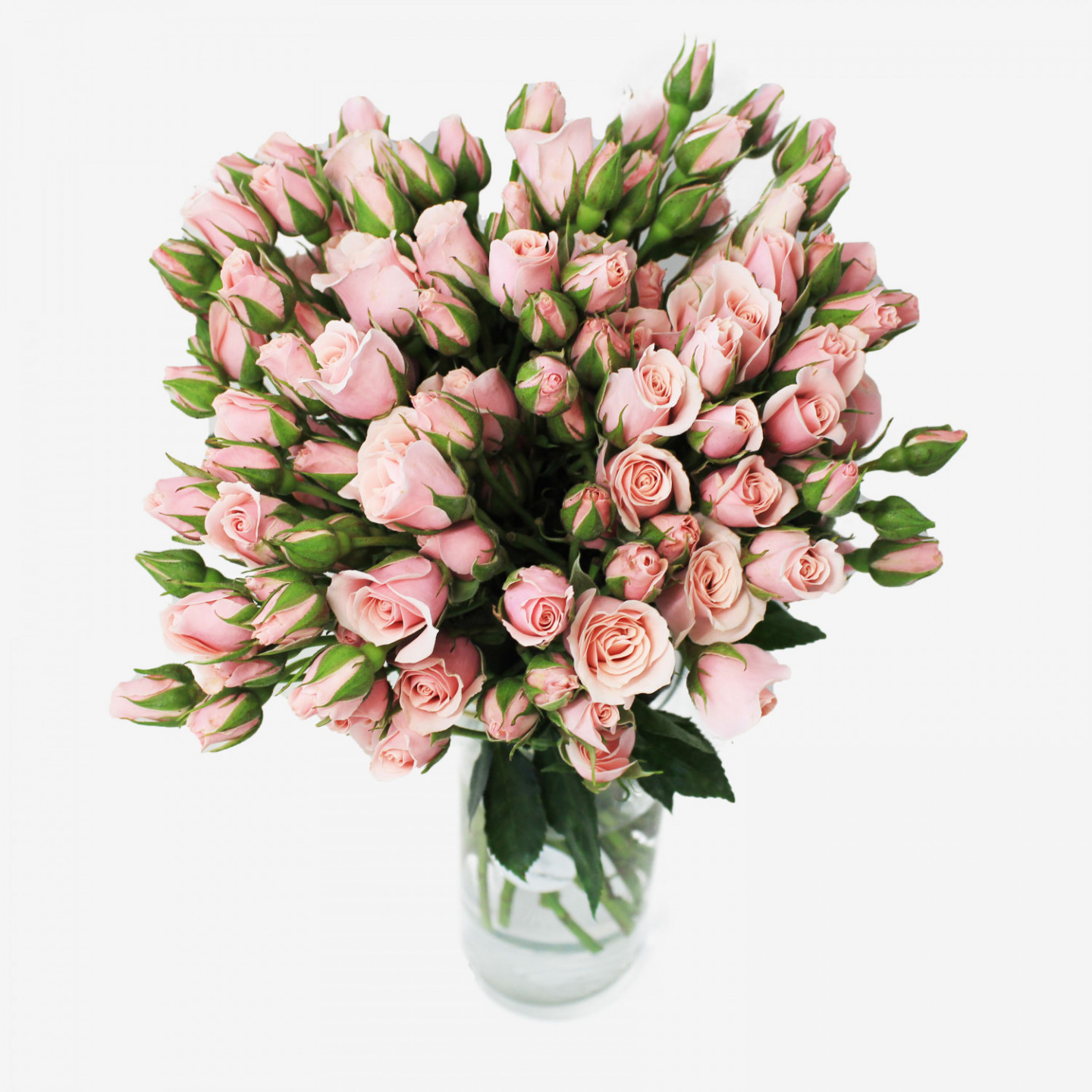 Majolika Light Pink Spray Rose Flower Bouquet (30 stems)