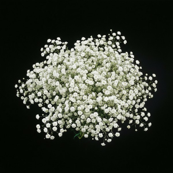 Gypsophila