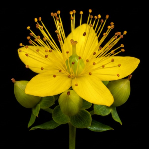 Hypericum