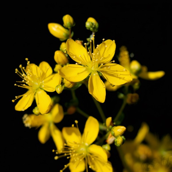 Hypericum