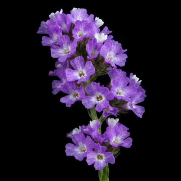 Limonium