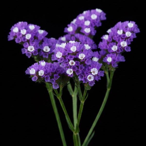 Limonium