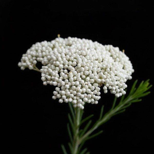 Rice Flower