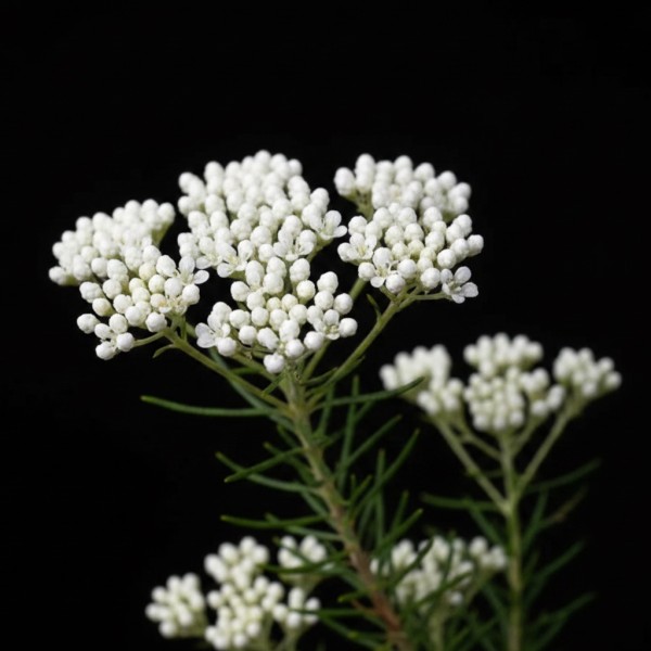 Rice Flower