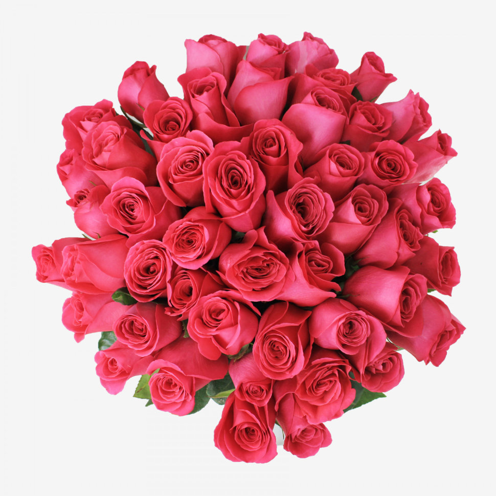 50 Hot Pink Roses Bouquet