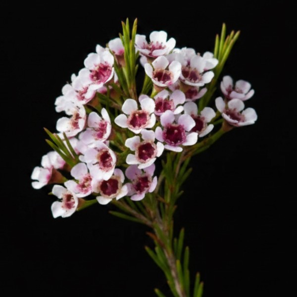 Wax Flower