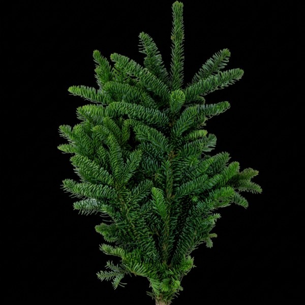 Noble Fir