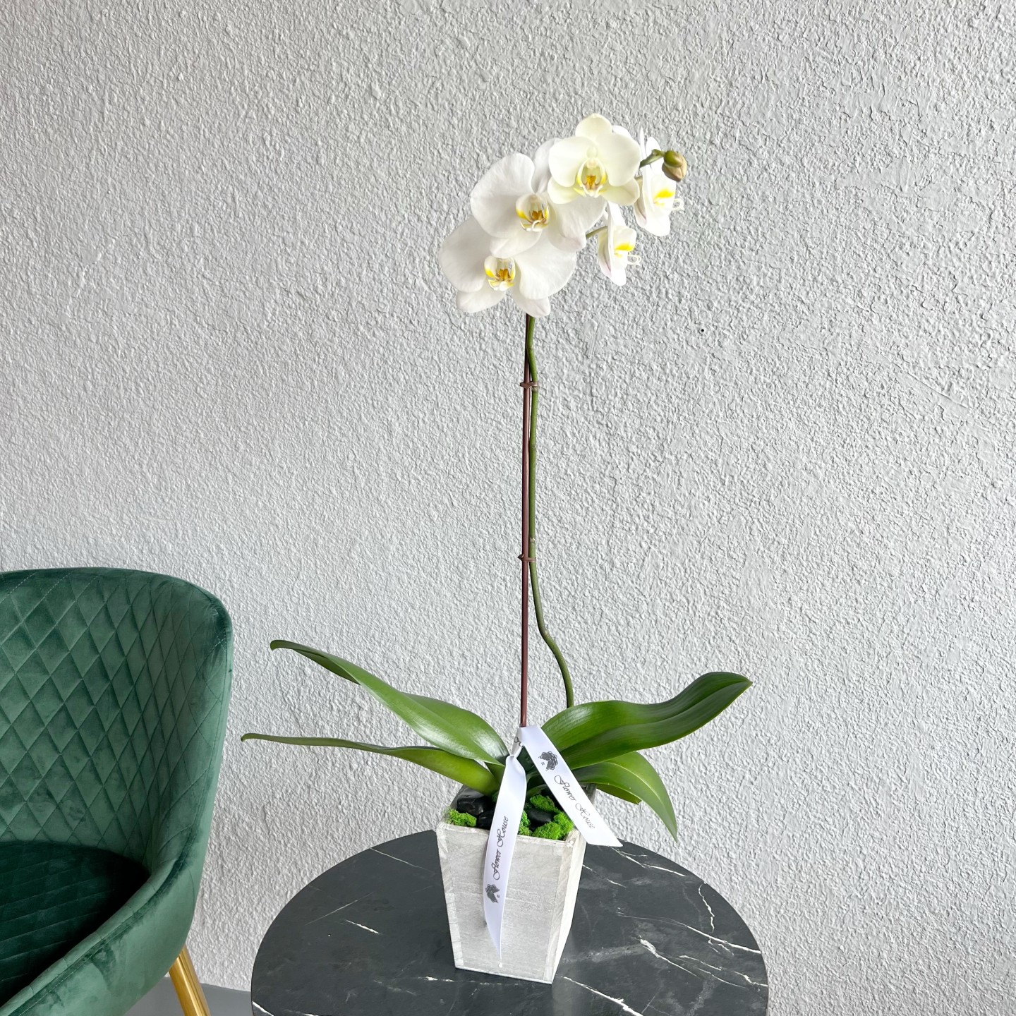 Single Orchid Plant