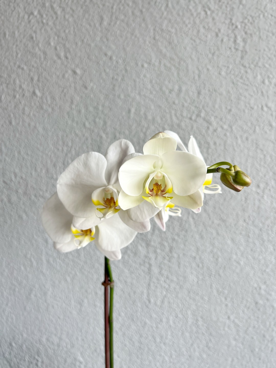 Single Orchid Plant