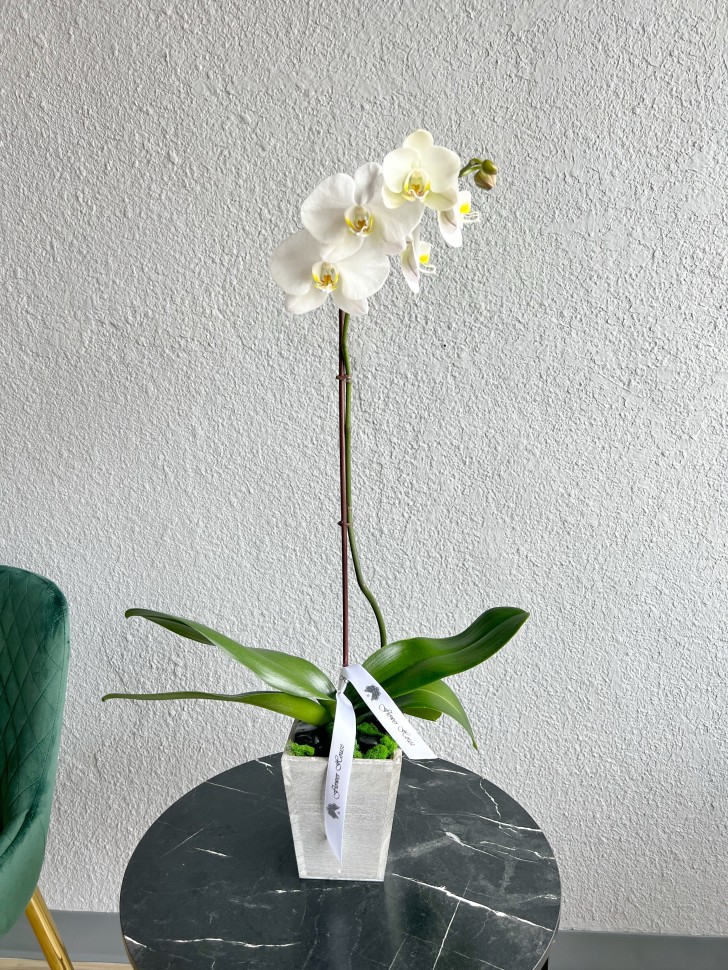 Single Orchid Plant