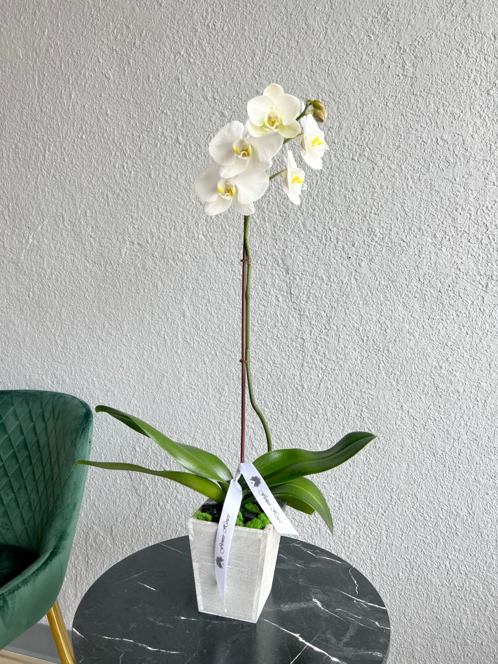Single Orchid Plant
