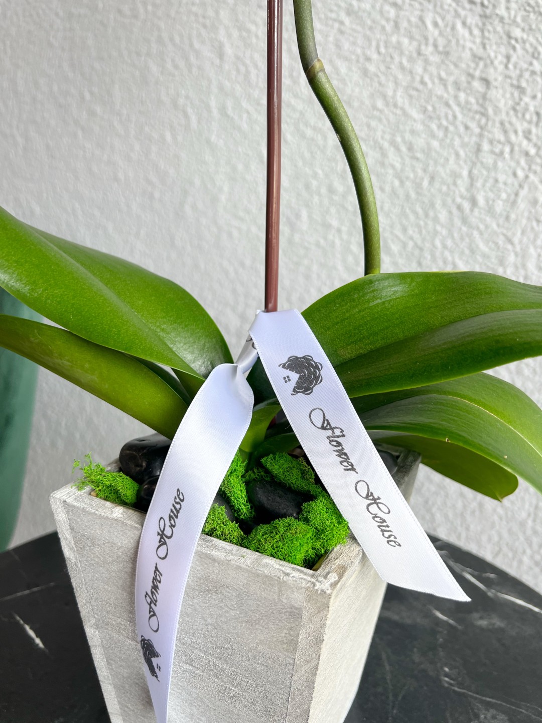 Single Orchid Plant