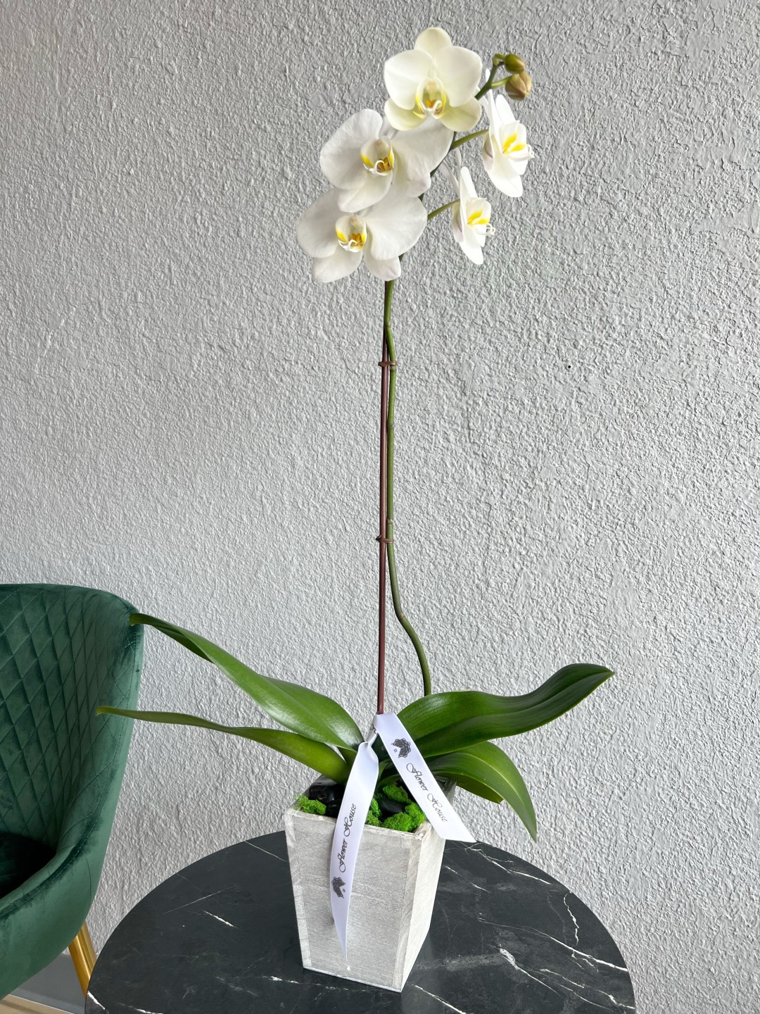 Single Orchid Plant