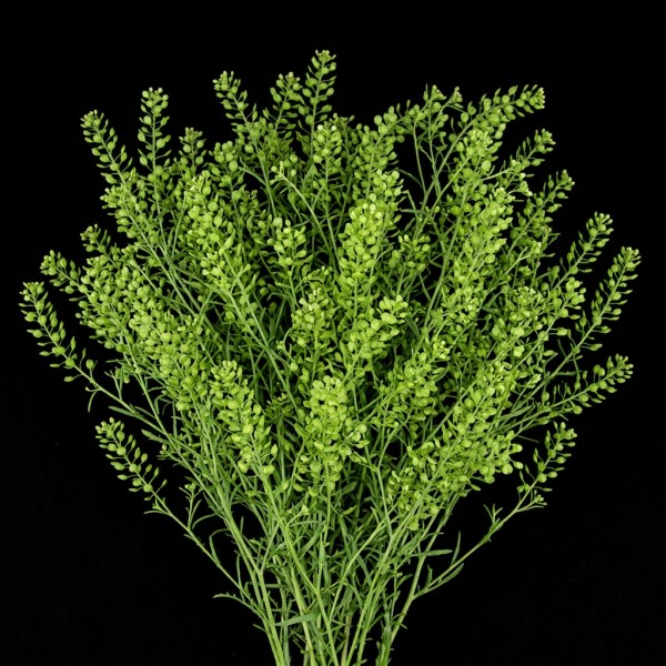 Pennycress Lepidium (Green Dragon)