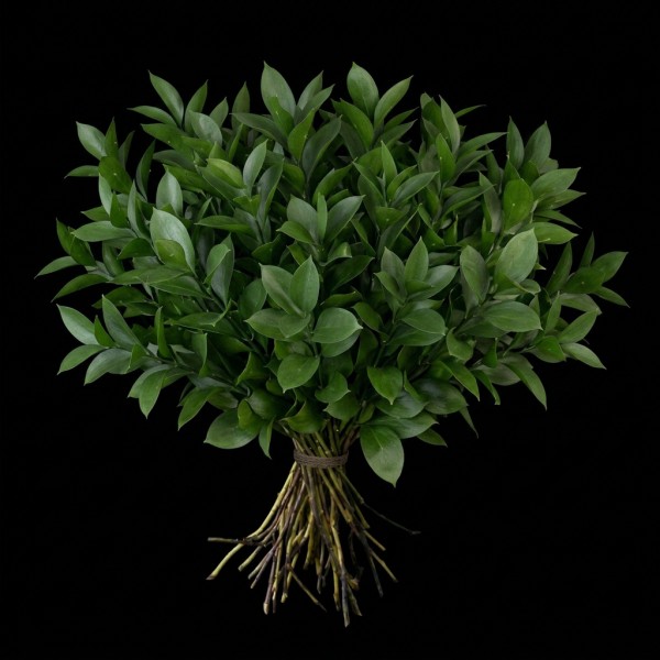 Ruscus Israel