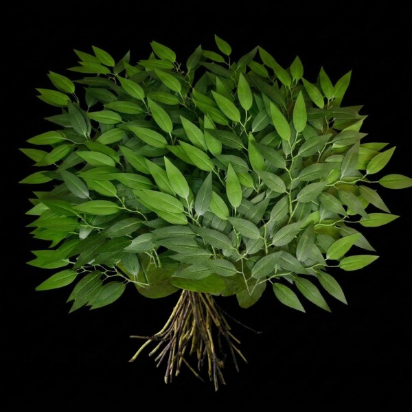 Ruscus Italian