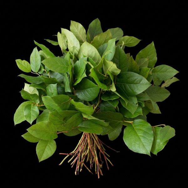 Salal
