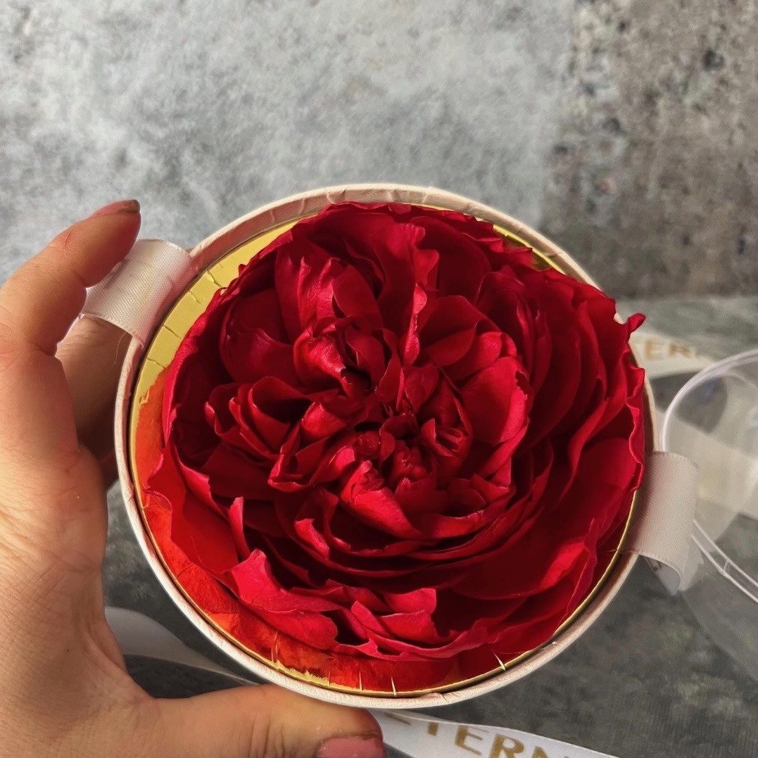 Preserved Peony Dome in Acrylic ORB Preserved Peony Dome in Acrylic ORB