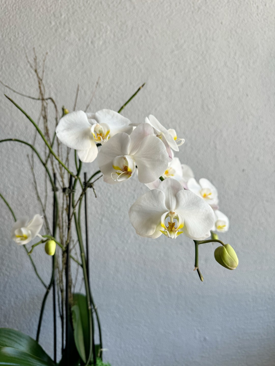 Three White Phalaenopsis Orchid Plants