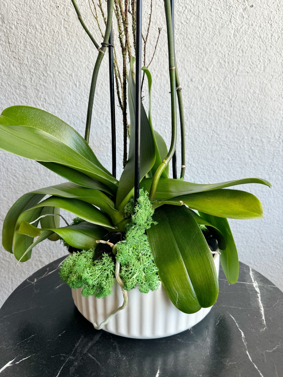 Three White Phalaenopsis Orchid Plants