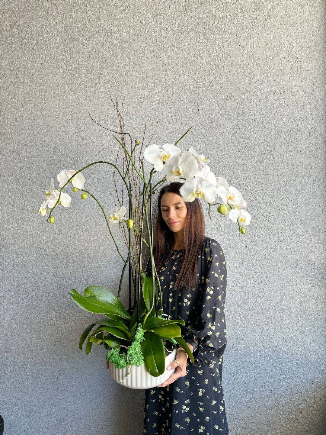 Three White Phalaenopsis Orchid Plants