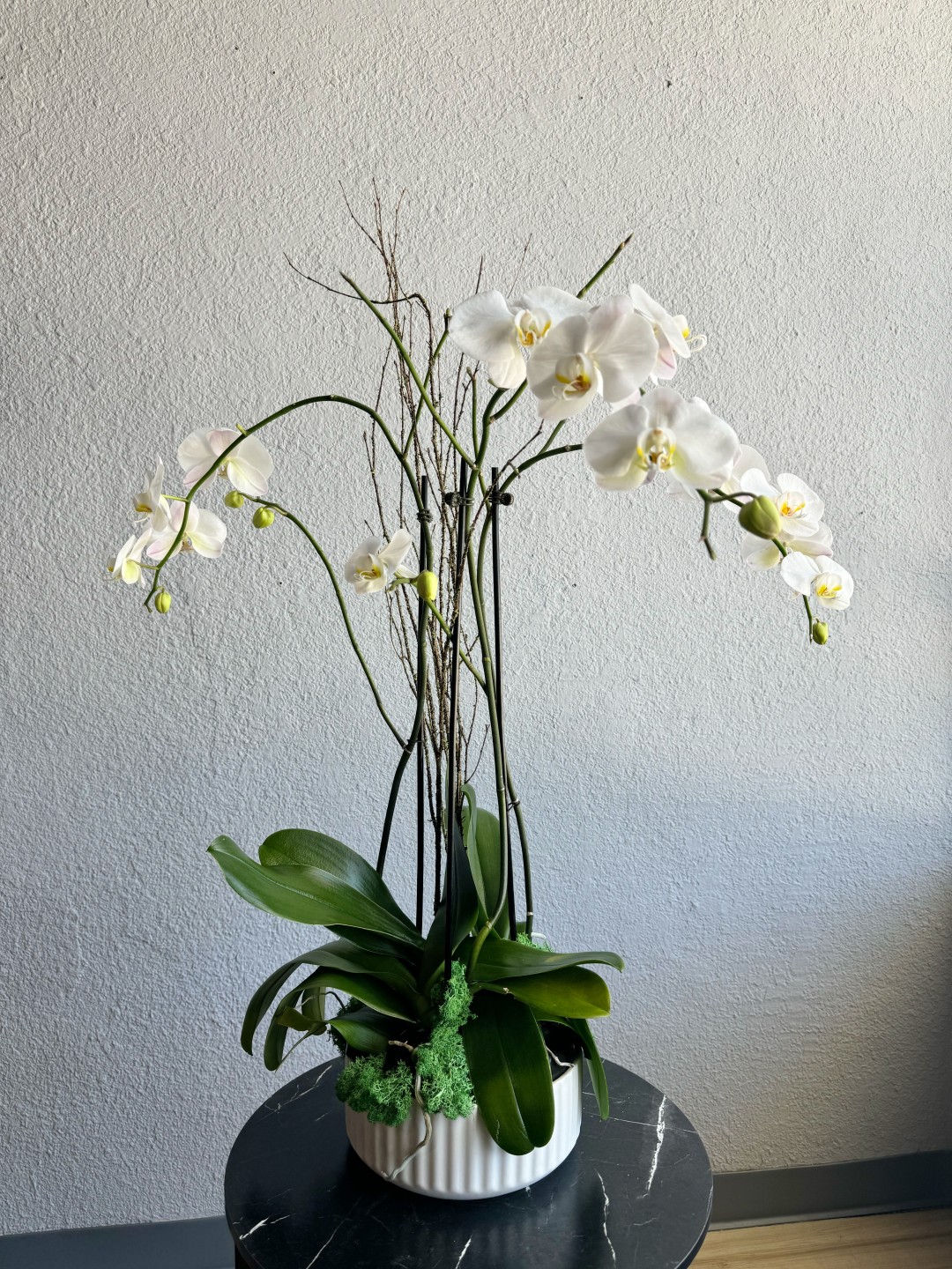 Three White Phalaenopsis Orchid Plants