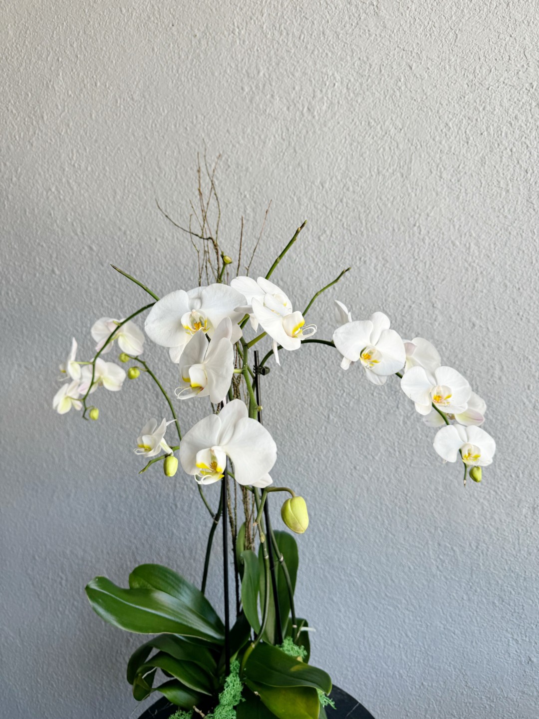 Three White Phalaenopsis Orchid Plants