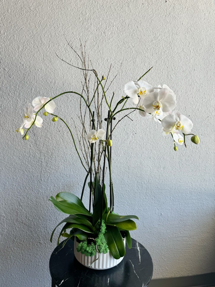 Three Orchid Plant