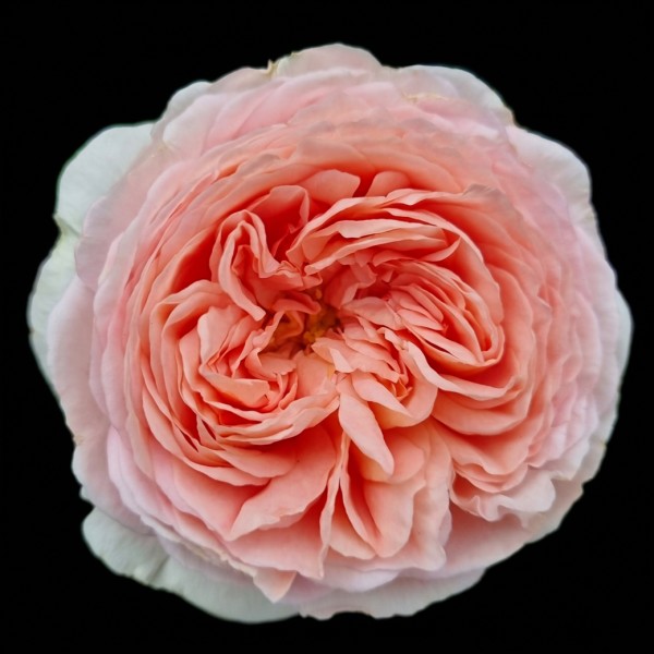 Garden Rose David Austin / Wabara