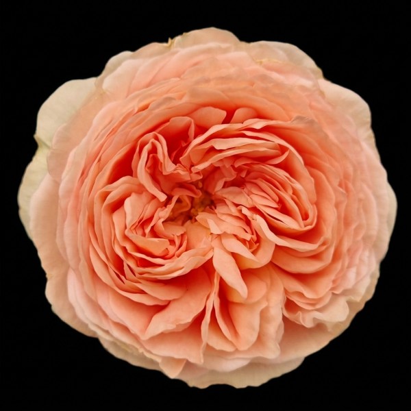 Garden Rose David Austin / Wabara