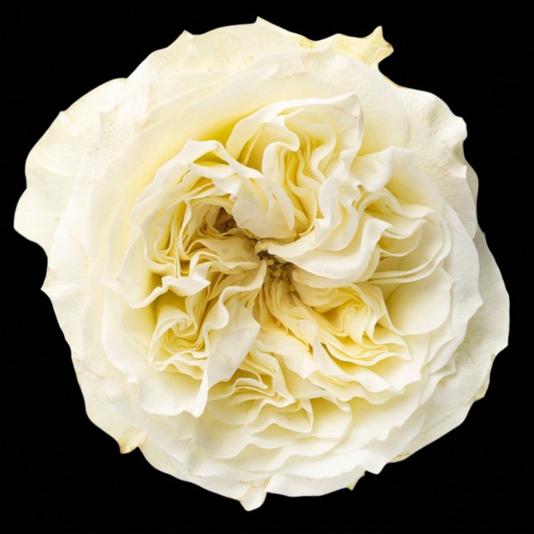 Garden Rose Mayra