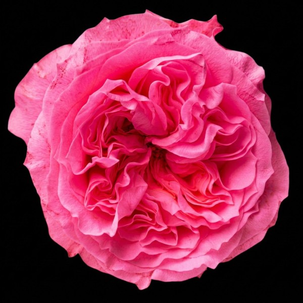 Garden Rose Mayra