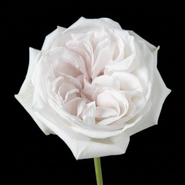 Garden Rose O'Hara