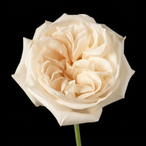Garden Rose O'Hara