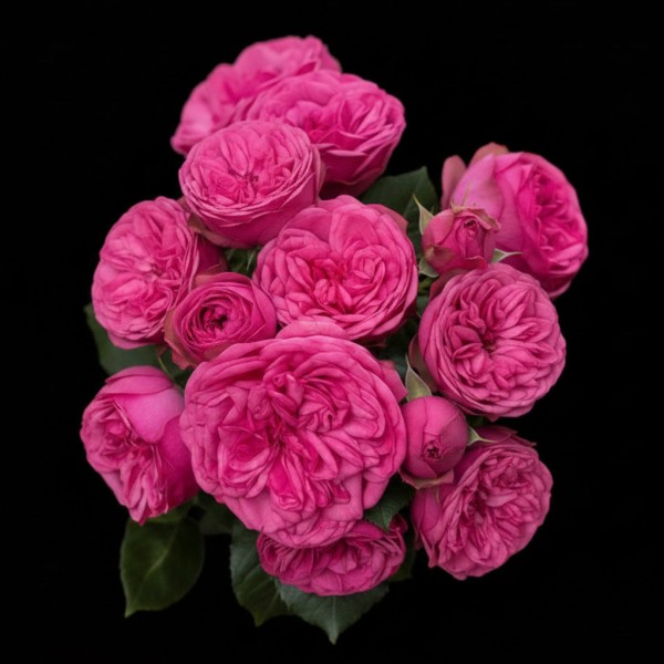 Spray Rose Garden