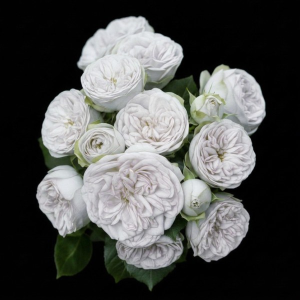 Spray Rose Garden